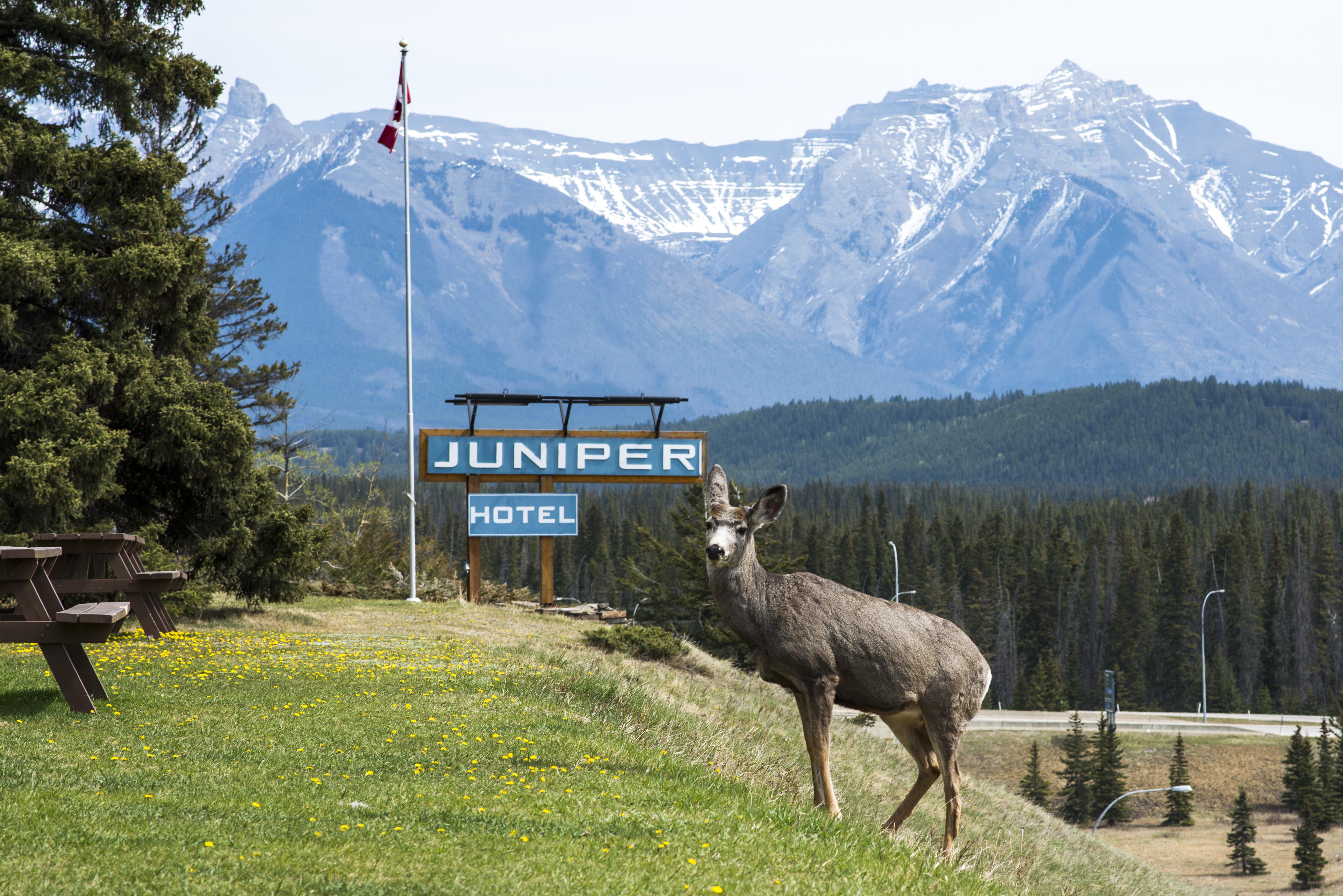 The Juniper Hotel & Bistro Banff Exteriér fotografie